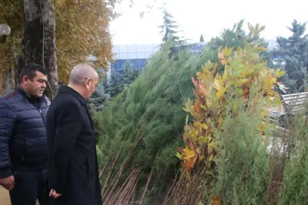 Vətəndaşlara müxtəlif cinsli ağac tingləri paylanılacaq - FOTO