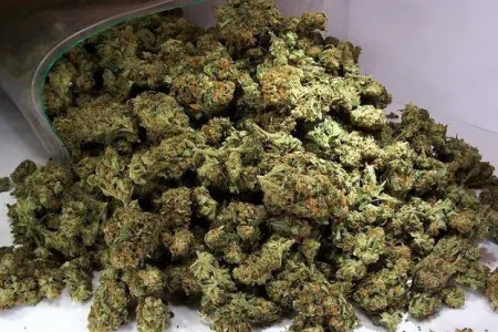 Keçmiş məhkumdan 11 kiloqram marixuana götürülüb