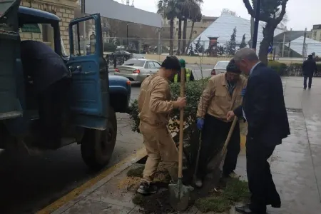 Bakıda qurumuş ağaclar yeniləri ilə əvəzlənib - FOTO