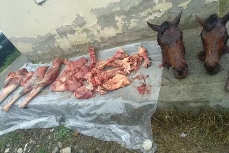 Xaçmazda yararsız at ətləri aşkarlandı - FOTO
