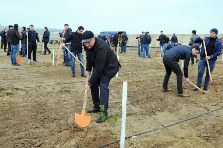 Yaz ağacəkmə kampaniyası davam edir