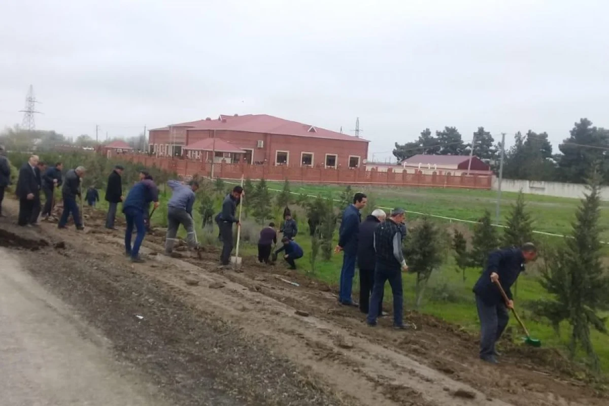 Ağacəkmə aksiyaları davam edir