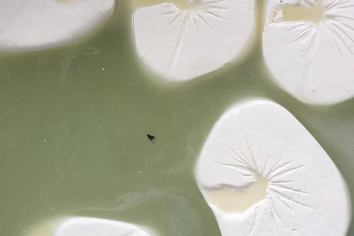 Anti-sanitar pendir sexi aşkarlandı - MASALLIDA - FOTO