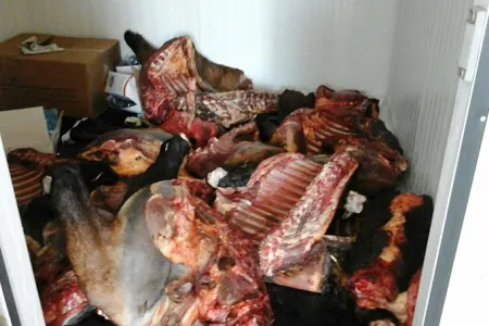 Sağlamlığa ciddi zərər vuran 330 kilo at əti - AŞKARLANDI