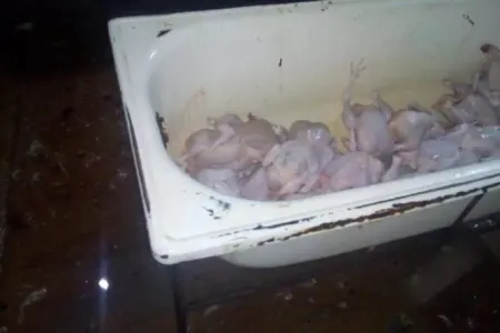 Bakıda anti-sanitar şəraitdə fəaliyyət göstərən toyuq sexi aşkarlanıb - FOTO