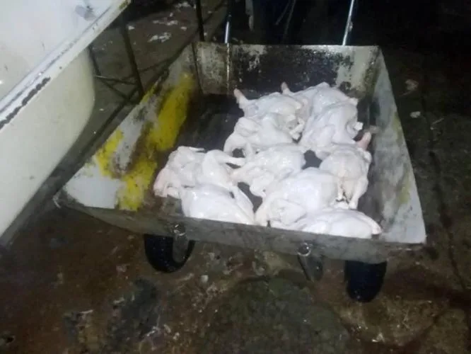 Bakıda anti-sanitar şəraitdə fəaliyyət göstərən toyuq sexi aşkarlanıb - FOTO