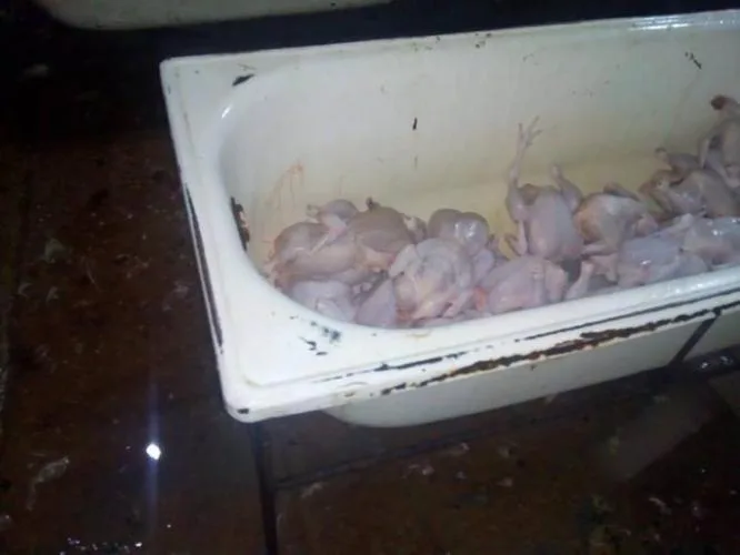 Bakıda anti-sanitar şəraitdə fəaliyyət göstərən toyuq sexi aşkarlanıb - FOTO