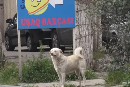 Bakı sakinləri sahibsiz küçə itlərinin hücumlarından narahatdır - VİDEOREPORTAJ