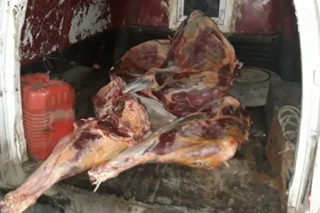 180 kiloqram istifadəyə yararsız heyvan cəmdəyi aşkarlanıb - AQTA-dan - VƏTƏNDAŞLARA XƏBƏRDARLIQ