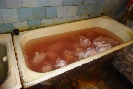 Bakıda daha bir qanunsuz toyuq sexi aşkarlanıb - FOTO