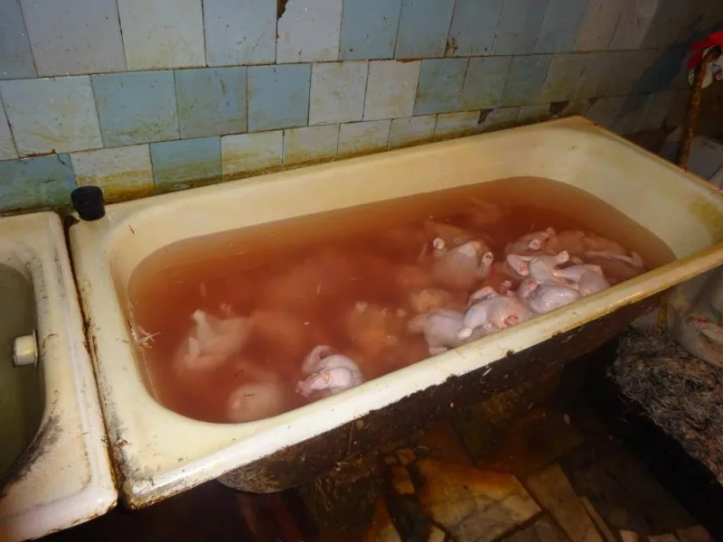 Bakıda daha bir qanunsuz toyuq sexi aşkarlanıb - FOTO