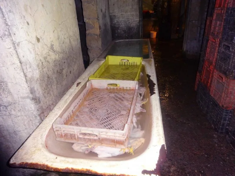 Bakıda daha bir qanunsuz toyuq sexi aşkarlanıb - FOTO