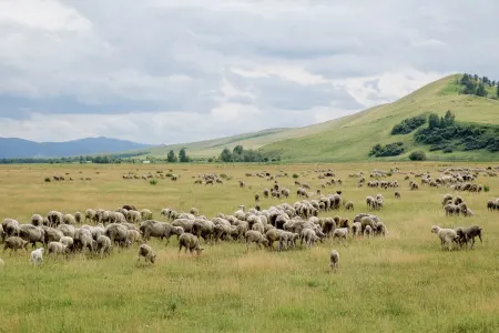 Mal-qara oğruları saxlanıldı