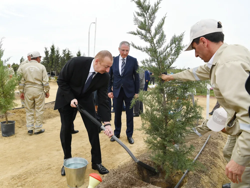 Prezident İlham Əliyev və ailəsi ağacəkmə aksiyasında - FOTOLAR - YENİLƏNİB