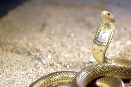 Zoologiya İnstitutundan əhaliyə ilanlarla bağlı - XƏBƏRDARLIQ
