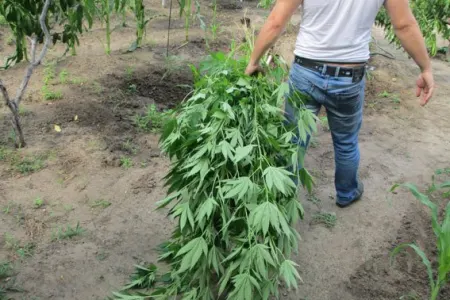 Keçmiş məhkumdan 2 kiloqramdan çox marixuana götürülüb