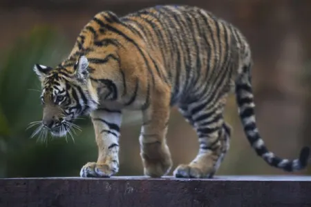 Pələng zoopark işçisinin əllərini qopardı