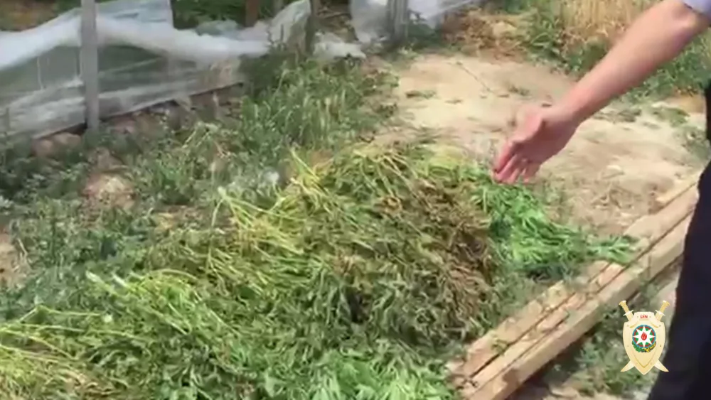 Bakıda 1 tondan artıq çətənə kollarının əkildiyi narkoplantasiya - AŞKAR EDİLİB - FOTO - VİDEO