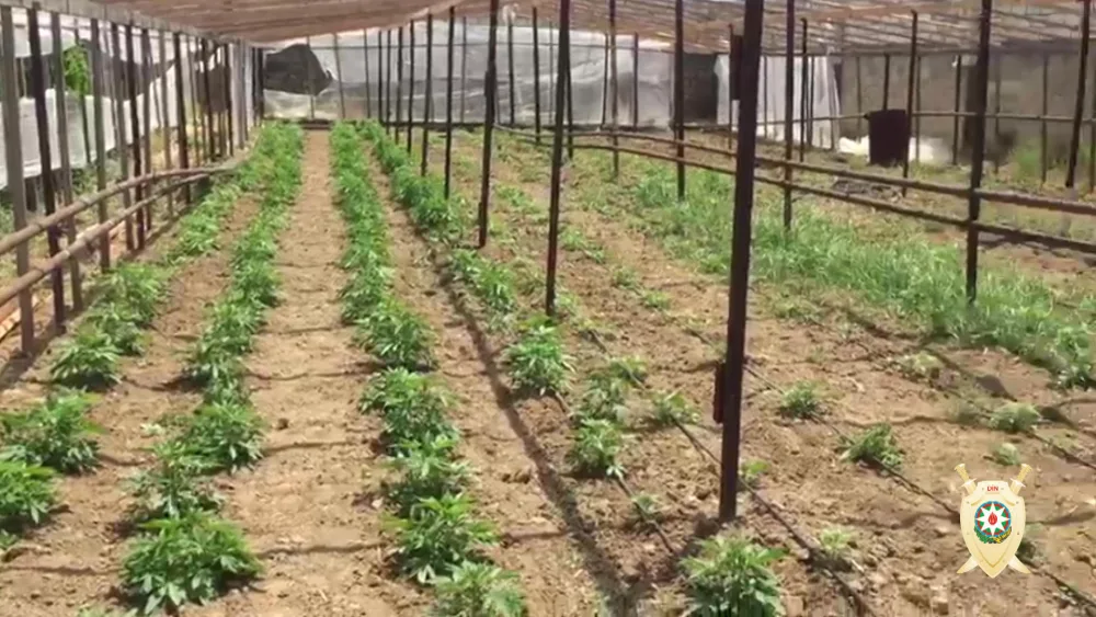 Bakıda 1 tondan artıq çətənə kollarının əkildiyi narkoplantasiya - AŞKAR EDİLİB - FOTO - VİDEO