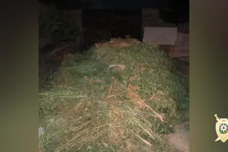 Bakıda 600 kiloqramdan artıq narkotik - DÖVRİYYƏDƏN ÇIXARILIB - FOTO - VİDEO
