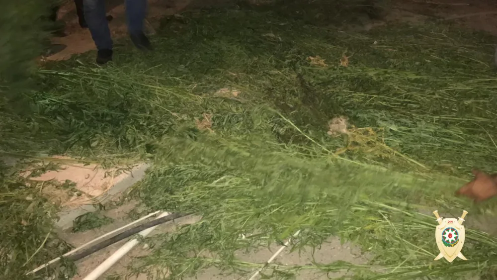 Bakıda 600 kiloqramdan artıq narkotik - DÖVRİYYƏDƏN ÇIXARILIB - FOTO - VİDEO