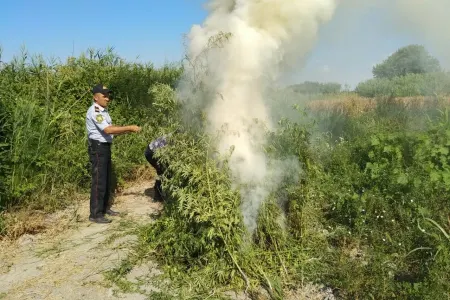 Ağdaşda “Xaş–xaş 2019” əməliyyatı - 982 ədəd çətənə kolu aşkar edildi