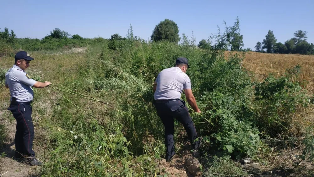 Oğuzda 3 tondan artıq narkotik bitki - MƏHV EDİLDİ