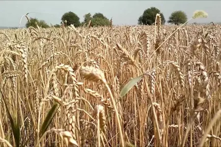 Taxıl biçini yekunlaşır