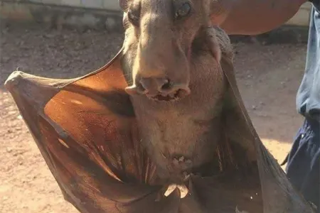 Maştağada qəribə yırtıcı peyda oldu - FOTO