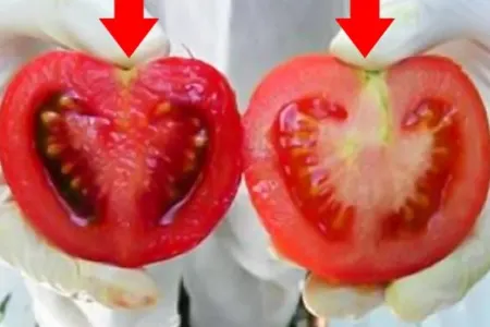 Qida Təhlükəsizliyi Agentliyi GMO bitki növlərinin siyahısını açıqlayıb