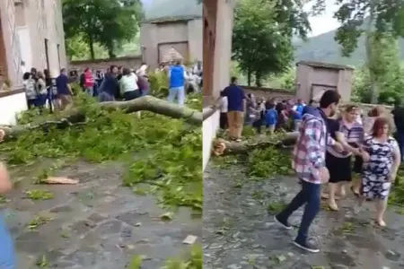 Şəkidə çinarın budaqlarının qırılmasının ilkin səbəbi: - ağaca qurd da düşə bilər