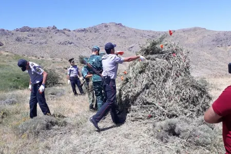 2 ton 680 kiloqram xaş-xaş kolu məhv edildi – - DSX-dan ƏMƏLİYYAT