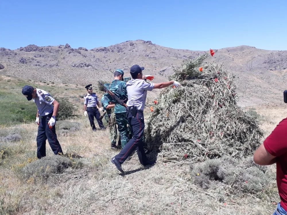 2 ton 680 kiloqram xaş-xaş kolu məhv edildi – - DSX-dan ƏMƏLİYYAT