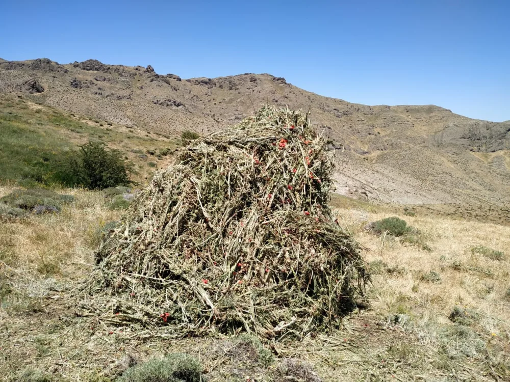 2 ton 680 kiloqram xaş-xaş kolu məhv edildi – - DSX-dan ƏMƏLİYYAT