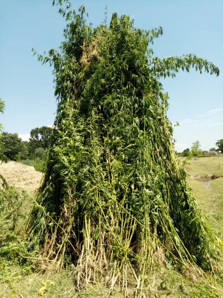 2 ton 680 kiloqram xaş-xaş kolu məhv edildi – - DSX-dan ƏMƏLİYYAT