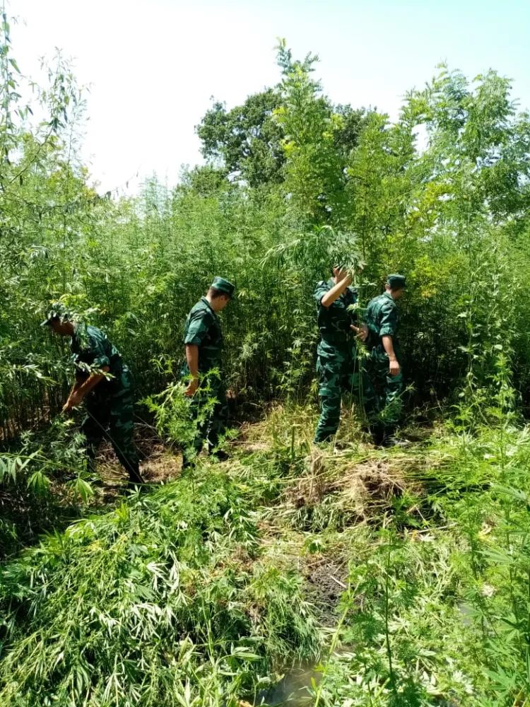 2 ton 680 kiloqram xaş-xaş kolu məhv edildi – - DSX-dan ƏMƏLİYYAT