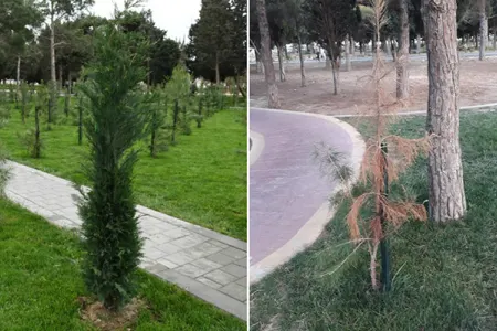 3 ay əvvəl açılışı olan parkın hazırkı vəziyyəti - FOTOLAR