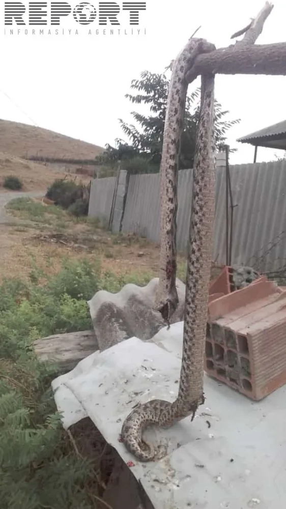 Göyçayda evin həyətindən nəhəng ilan aşkarlanıb - FOTO