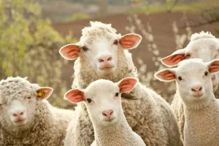 AQTA Qurban bayramında heyvan kəsimi üçün yerləri açıqladı - SİYAHI