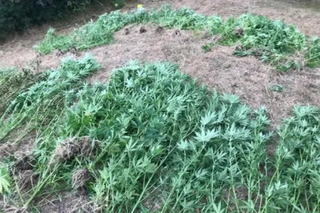 Xızıda çətənə kolları aşkar edilib