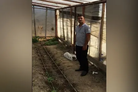 Novxanıda keçmiş məhbusun istixanasından 252 ədəd çətənə kolu aşkar edilib