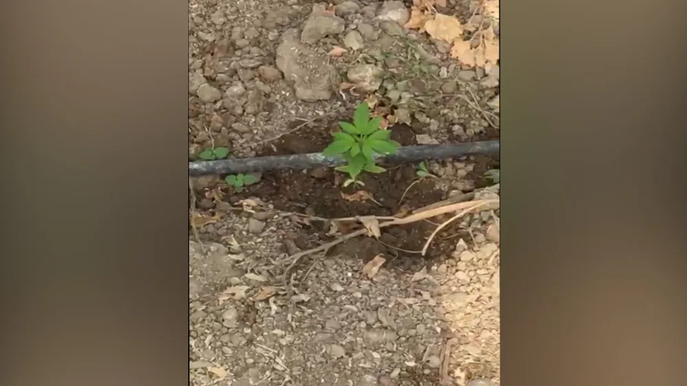 Novxanıda keçmiş məhbusun istixanasından 252 ədəd çətənə kolu aşkar edilib