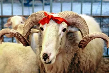 Qafqaz Müsəlmanları İdarəsindən Qurban bayramı ilə bağlı - MÜRACİƏT