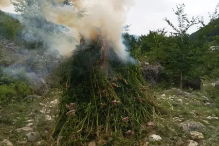 Bir tona yaxın narkotik tərkibli bitki məhv edildi - QUSARDA