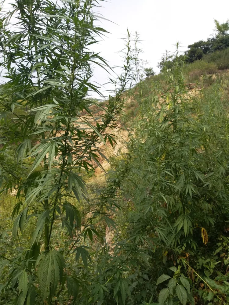 Bir tona yaxın narkotik tərkibli bitki məhv edildi - QUSARDA