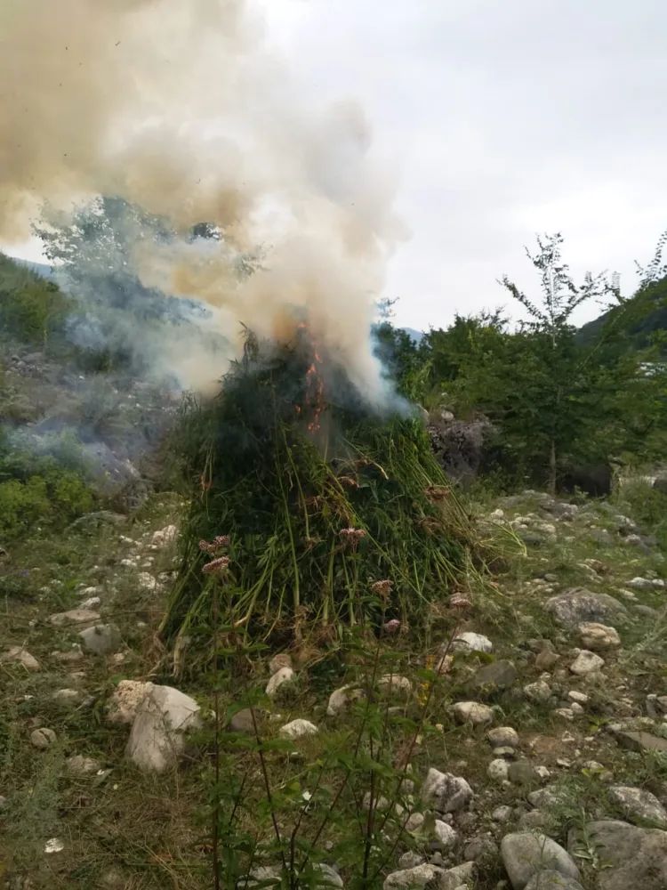 Bir tona yaxın narkotik tərkibli bitki məhv edildi - QUSARDA