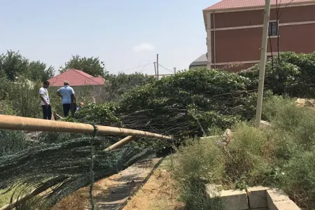 Güclü külək ağacı qaz xəttinin üstünə - AŞIRDI