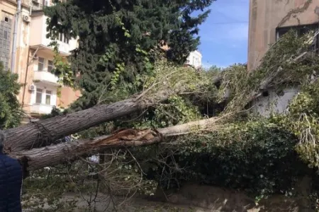 Bakıda ağac qırılıb qadının - ÜSTÜNƏ DÜŞDÜ