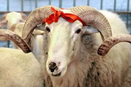 Qurban bayramı ilə bağlı üç qurum gücləndirilmiş iş rejiminə - KEÇDİ