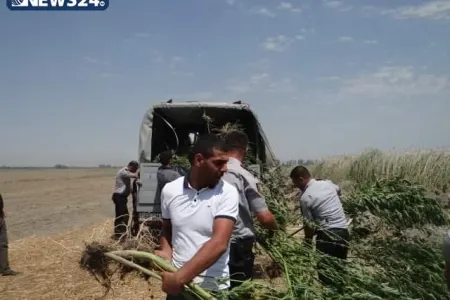 Yevlaxda narkoplantasiya aşkar edildi - 1 TON 152 KİLOQRAM ÇƏTƏNƏ